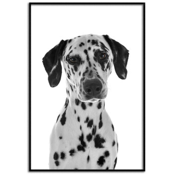 Dalmatian dog 50x70cm Black and white poster
