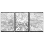 Dandelion - Three Piece Poster