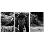 Elephant from the Front - Black and White Poster in Three Pieces