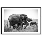 Elephants - Simple Black and White Poster