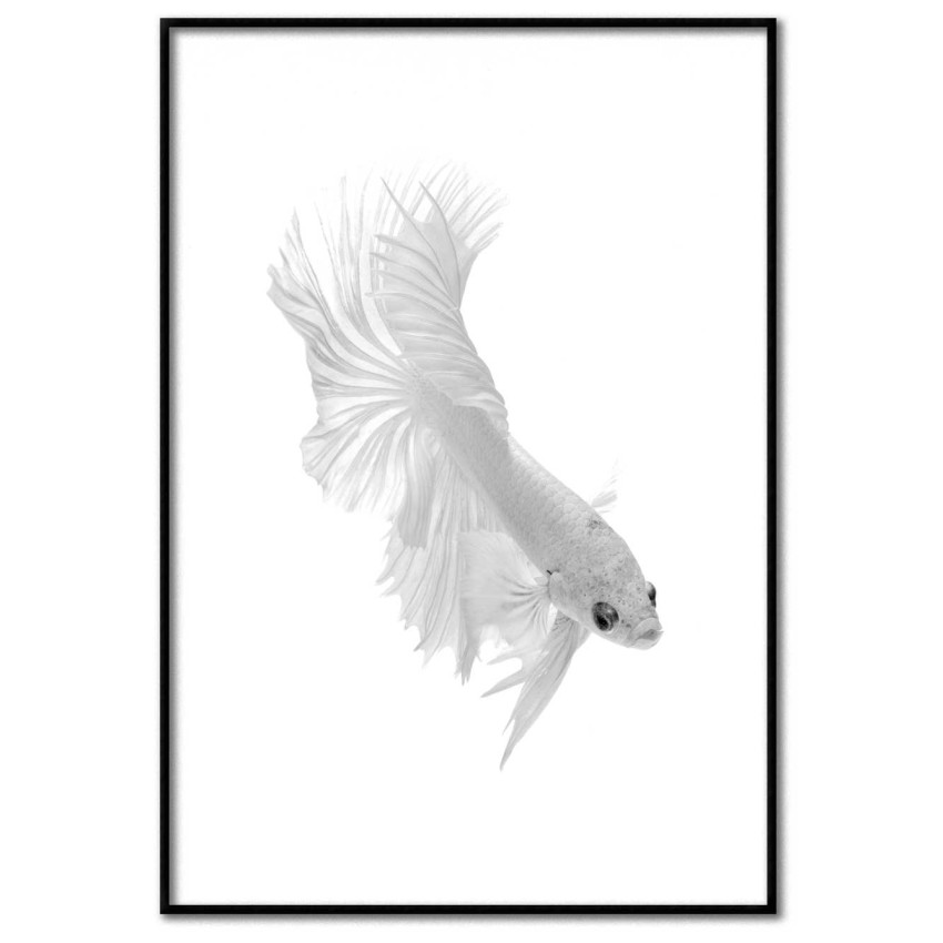 Fighting fish poster (A3)