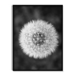 Flower - Dark Black and White Poster
