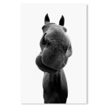 Funny Horse - Big Black and White Poster