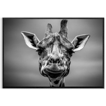 Girafe - Black and White Poster