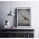 Giraff på Savann - Svartvit Poster med Färg