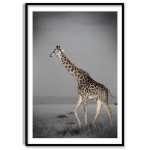 Giraff på Savann - Svartvit Poster med Färg