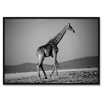Giraffe in Profile - Black and White Poster