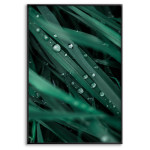 Gröna Blad med Regndroppar - Botanisk  Växtposter