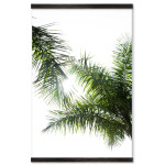 Green Plants with White Background - Big Poster