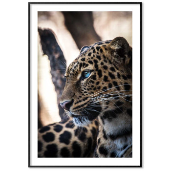 Leopard portrait 61x91cm Animal poster
