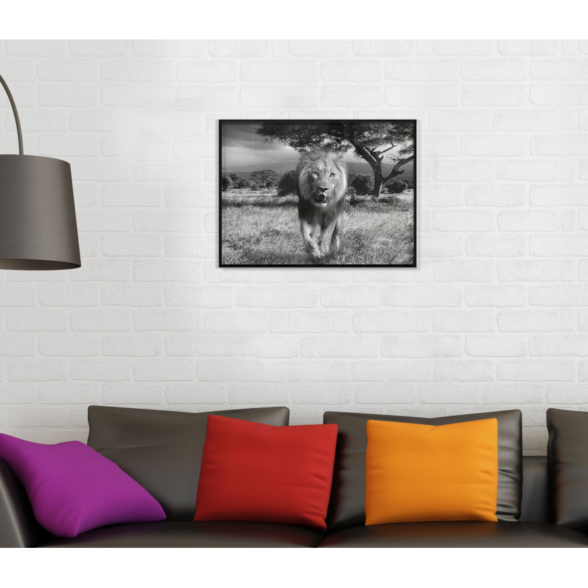 Lion from the Front - Poster