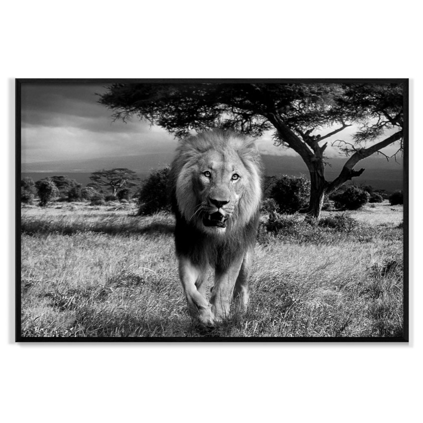 Lion from the Front - Poster