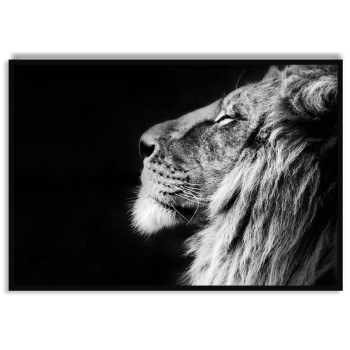 Lion in profile 50x70cm poster