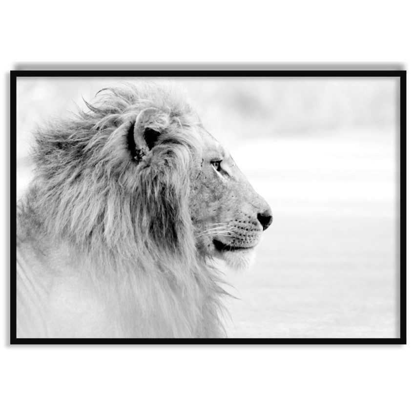 Lion in Profile - Poster