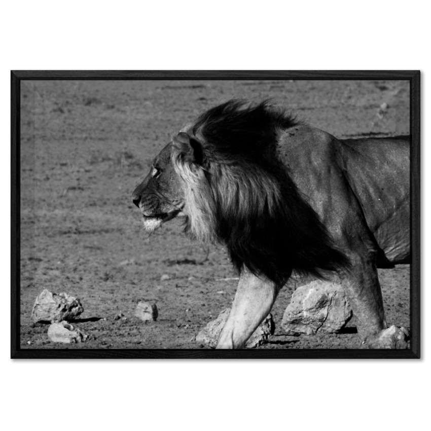 Lion Profile - Black and White Poster