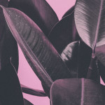 Pink Botanical Plant Poster - Two Piece Set