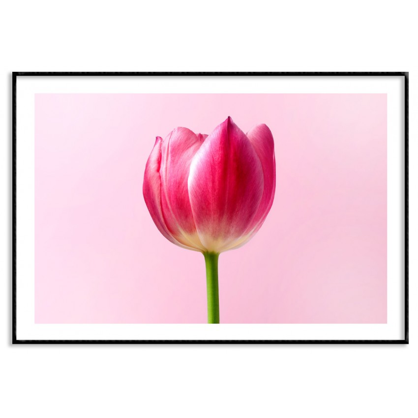 Pink flower - Simple retro poster
