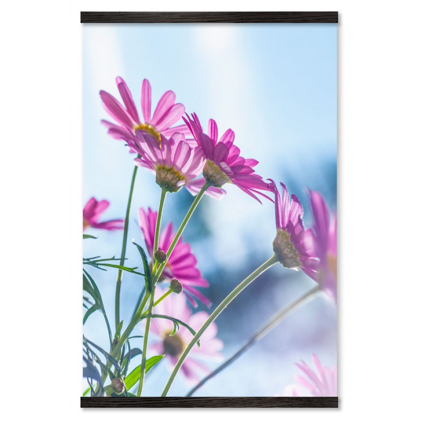 Rosa Blommor med Blå Omgivning - Växtposter
