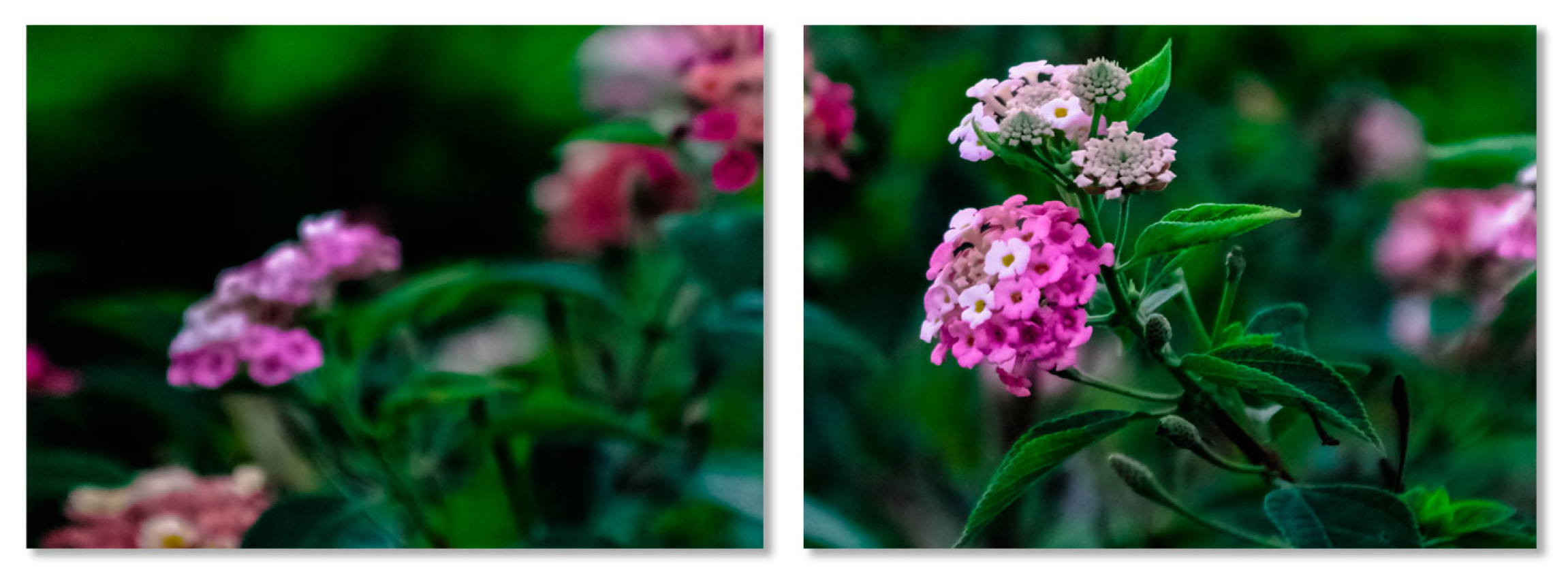 Rosa blommor & grön natur - Uppdelad tavla i två delar