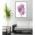 Pink Flowers with White Background - Poster