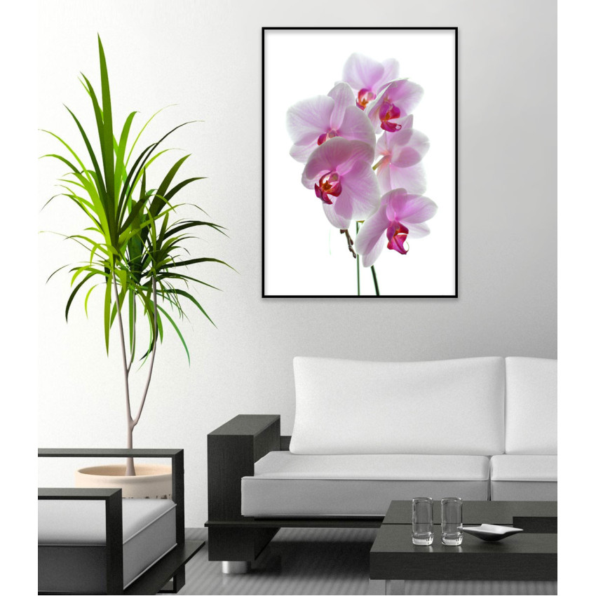 Pink Flowers with White Background - Poster
