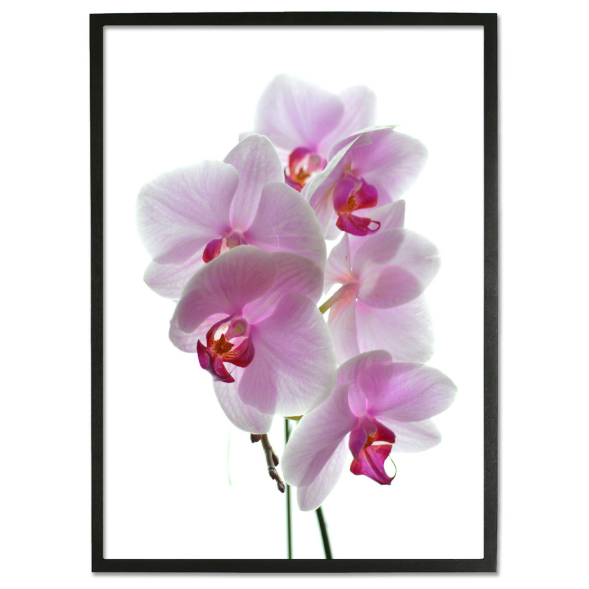 Pink Flowers with White Background - Poster