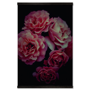 Pink Roses with Black Background - Big Poster