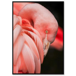 Poster affisch med en rosa flamingo