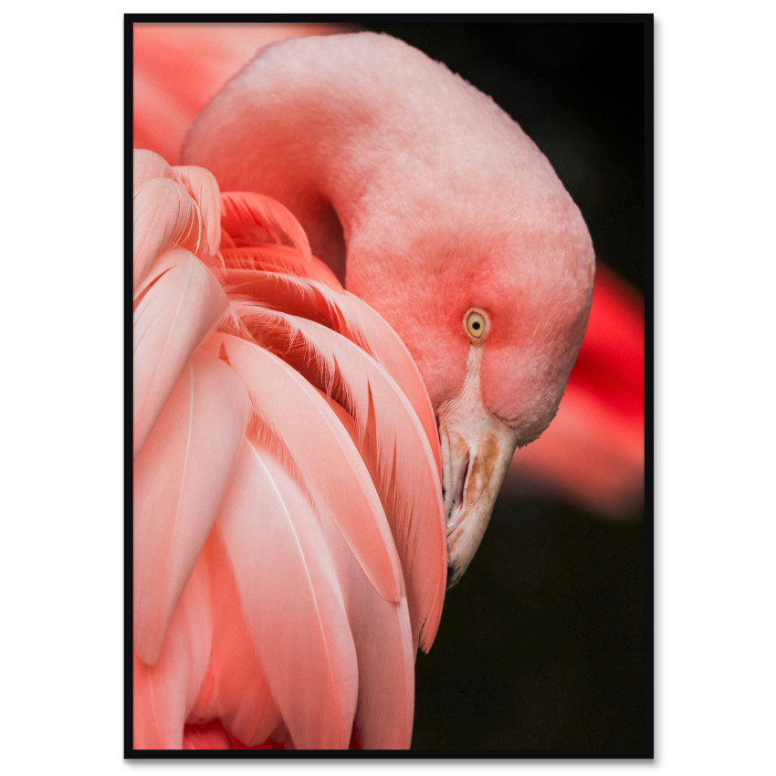 Poster affisch med en rosa flamingo