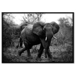 Poster of an African Elephant - Black and White
