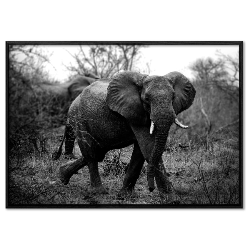 Poster of an African Elephant - Black and White