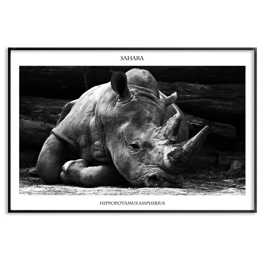Rhino - Simple 50x70cm poster