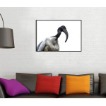 Sacred Ibis Pelican Bird - Simple Poster