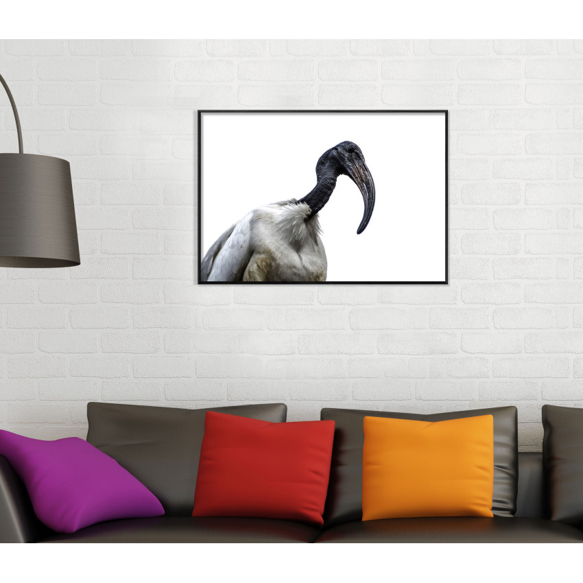 Sacred Ibis Pelican Bird - Simple Poster