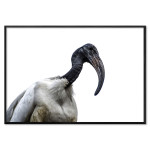 Sacred Ibis Pelican Bird - Simple Poster