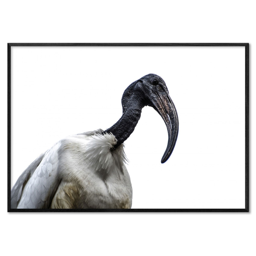 Sacred Ibis Pelican Bird - Simple Poster