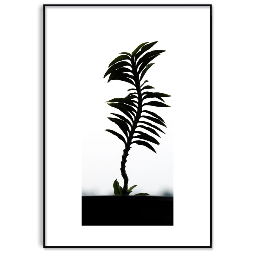 Simple Poster with a Palm Tree and White Background