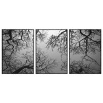 Trees Black and White - Poster in Three Pieces
