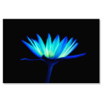 Turquoise Daisy in the Dark - Big Poster