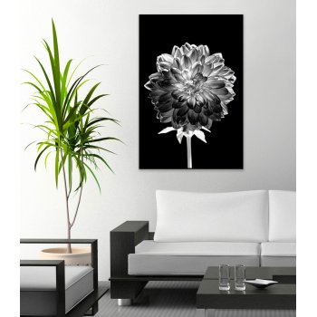 White Flower with Black Background - Poster