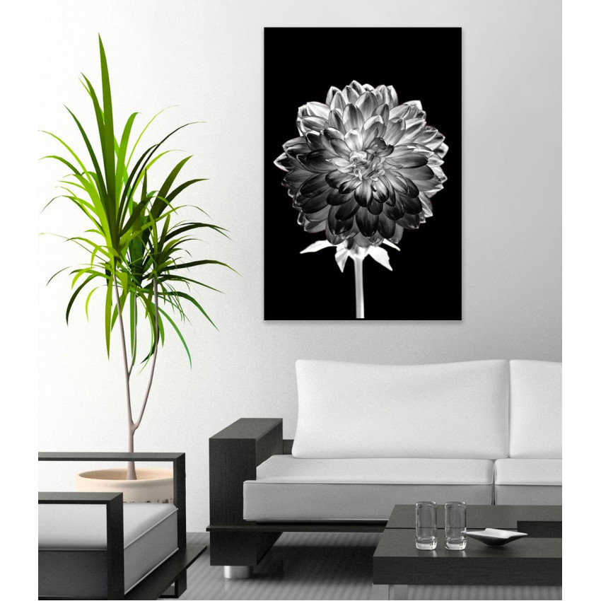 White Flower with Black Background - Poster