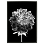 White Flower with Black Background - Poster