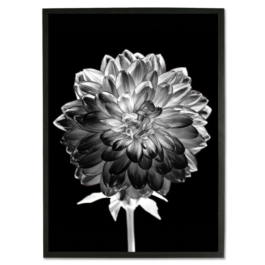 White Flower with Black Background - Poster