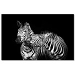 Zebra Svart Bakgrund - Stor Svartvit Poster