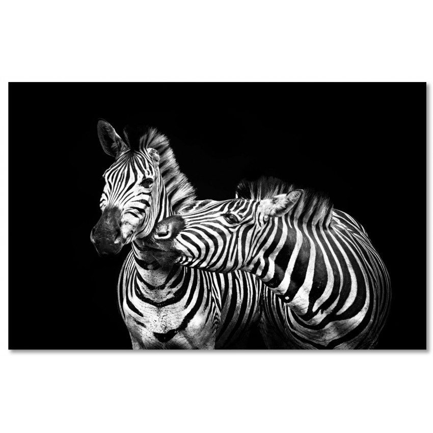 Zebra Svart Bakgrund - Stor Svartvit Poster
