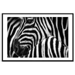 Zebra in Africa - Simple Black and White Poster