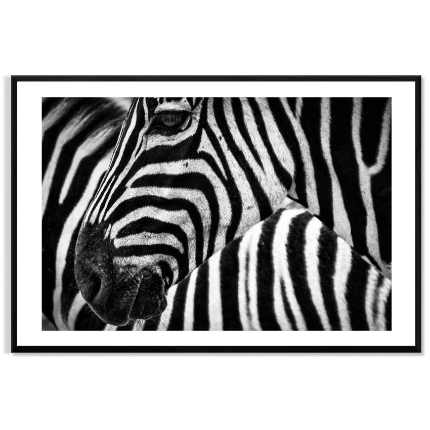 Zebra in Africa - Simple Black and White Poster