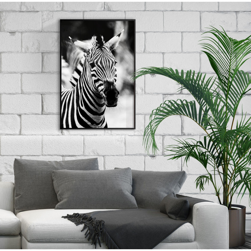 Zebra - Poster