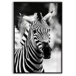 Zebra - Poster