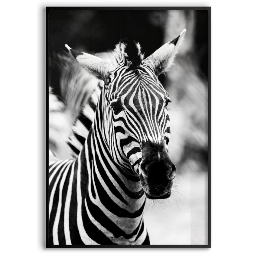 Zebra - Poster